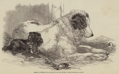 Great St Bernard Dog, præsenteret af dronningen til Zoological Society